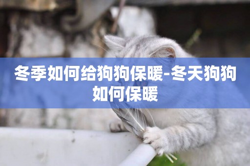 冬季如何給狗狗保暖-冬天狗狗如何保暖
