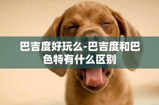 巴吉度好玩么-巴吉度和巴色特有什么區別