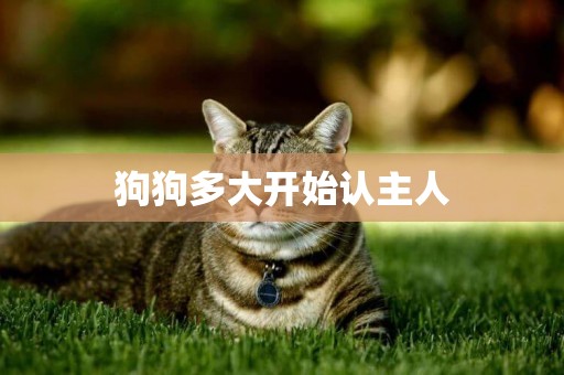 狗狗多大開始認主人
