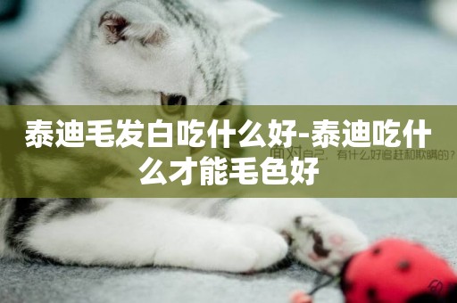 泰迪毛發白吃什么好-泰迪吃什么才能毛色好