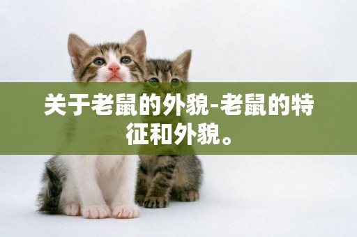 關于老鼠的外貌-老鼠的特征和外貌。