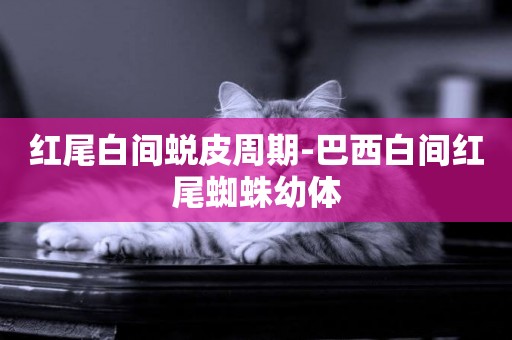 紅尾白間蛻皮周期-巴西白間紅尾蜘蛛幼體