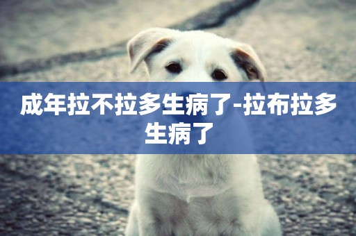 成年拉不拉多生病了-拉布拉多生病了