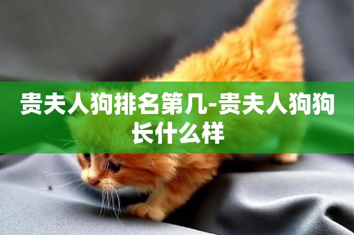 貴夫人狗排名第幾-貴夫人狗狗長什么樣