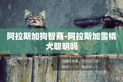 阿拉斯加狗智商-阿拉斯加雪橇犬聰明嗎