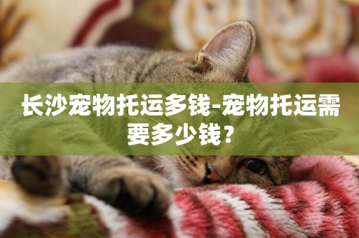 長沙寵物托運多錢-寵物托運需要多少錢？