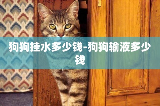 狗狗掛水多少錢-狗狗輸液多少錢