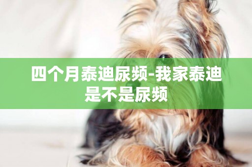 四個月泰迪尿頻-我家泰迪是不是尿頻