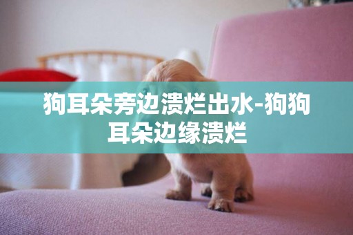 狗耳朵旁邊潰爛出水-狗狗耳朵邊緣潰爛