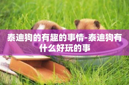 泰迪狗的有趣的事情-泰迪狗有什么好玩的事