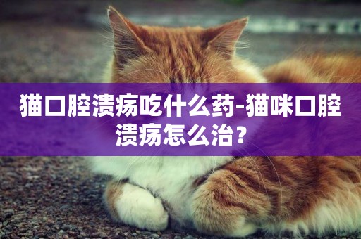 貓口腔潰瘍吃什么藥-貓咪口腔潰瘍怎么治？