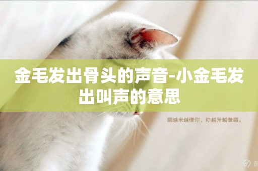 金毛發出骨頭的聲音-小金毛發出叫聲的意思