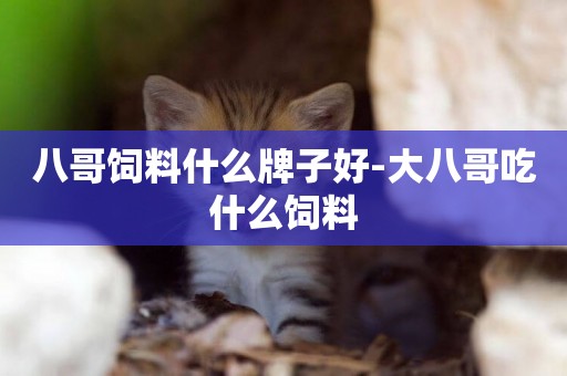 八哥飼料什么牌子好-大八哥吃什么飼料