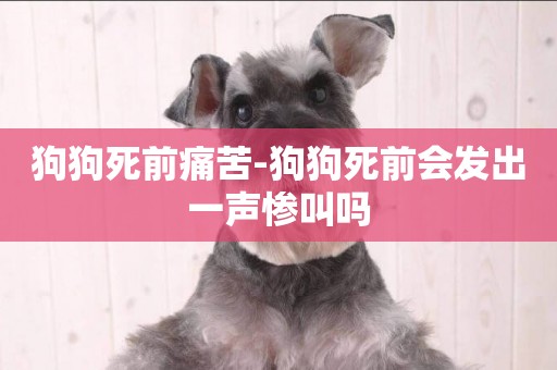 狗狗死前痛苦-狗狗死前會發出一聲慘叫嗎