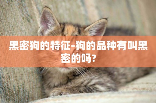 黑密狗的特征-狗的品種有叫黑密的嗎?
