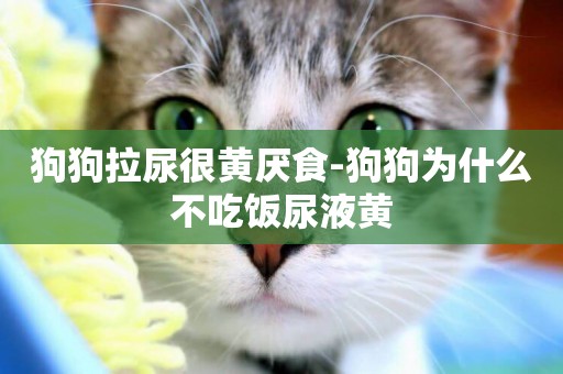狗狗拉尿很黃厭食-狗狗為什么不吃飯尿液黃