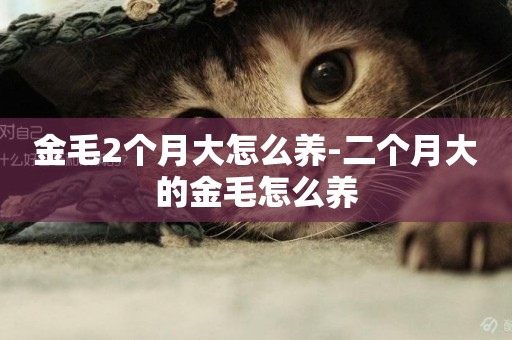 金毛2個月大怎么養-二個月大的金毛怎么養
