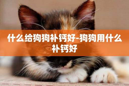 什么給狗狗補鈣好-狗狗用什么補鈣好