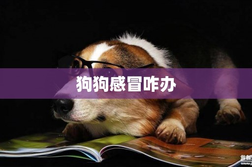 狗狗感冒咋辦