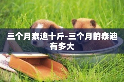三個月泰迪十斤-三個月的泰迪有多大