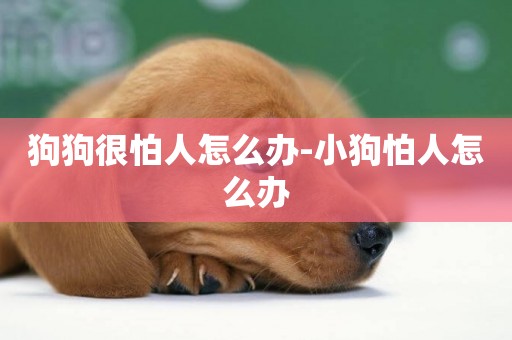 狗狗很怕人怎么辦-小狗怕人怎么辦