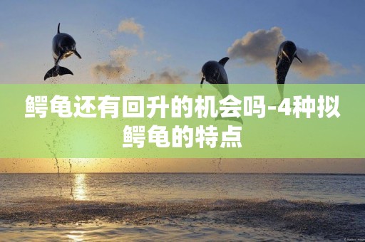 鱷龜還有回升的機會嗎-4種擬鱷龜的特點