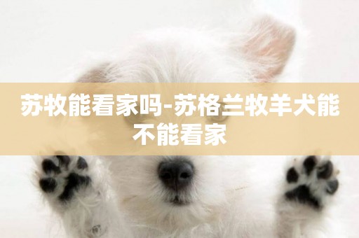 蘇牧能看家嗎-蘇格蘭牧羊犬能不能看家