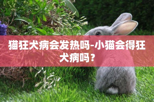 貓狂犬病會發熱嗎-小貓會得狂犬病嗎？