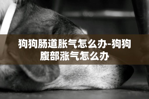 狗狗腸道脹氣怎么辦-狗狗腹部漲氣怎么辦