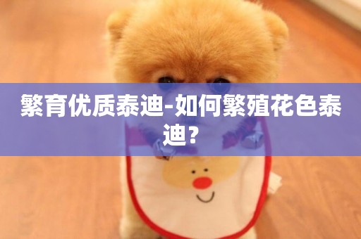 繁育優質泰迪-如何繁殖花色泰迪？
