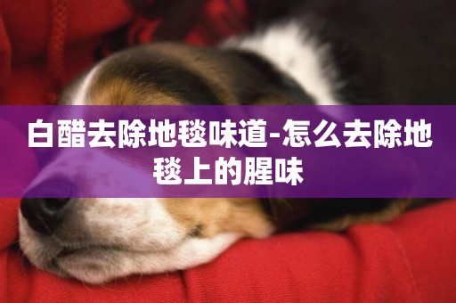 白醋去除地毯味道-怎么去除地毯上的腥味