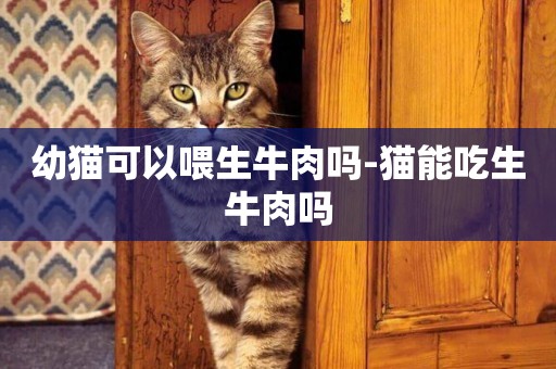 幼貓可以喂生牛肉嗎-貓能吃生牛肉嗎