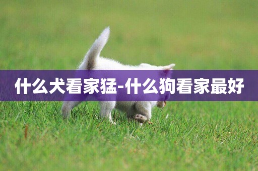 什么犬看家猛-什么狗看家最好