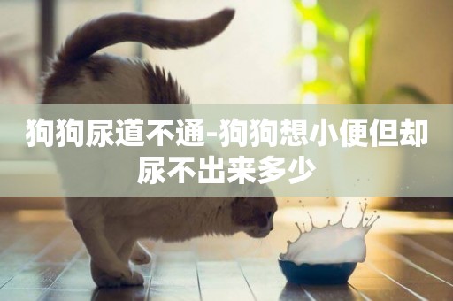 狗狗尿道不通-狗狗想小便但卻尿不出來多少