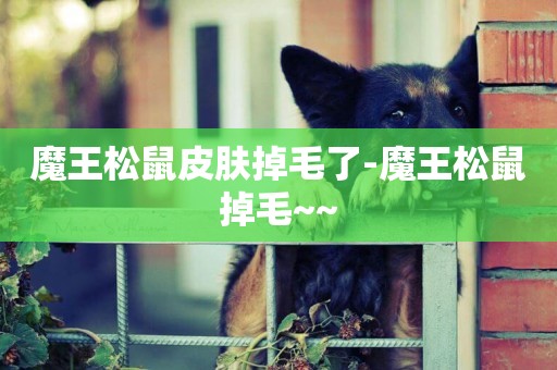 魔王松鼠皮膚掉毛了-魔王松鼠掉毛~~