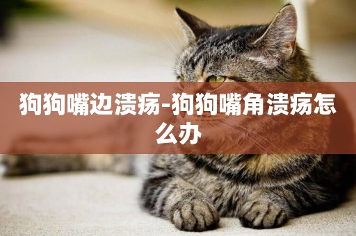 狗狗嘴邊潰瘍-狗狗嘴角潰瘍怎么辦