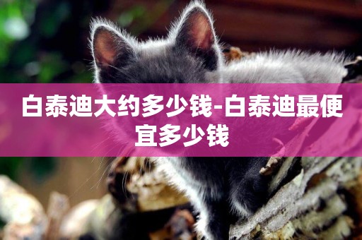 白泰迪大約多少錢-白泰迪最便宜多少錢