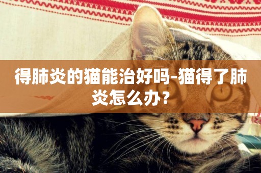 得肺炎的貓能治好嗎-貓得了肺炎怎么辦？