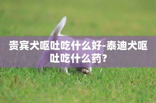 貴賓犬嘔吐吃什么好-泰迪犬嘔吐吃什么藥？