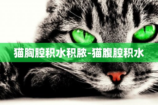 貓胸腔積水積膿-貓腹腔積水
