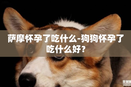 薩摩懷孕了吃什么-狗狗懷孕了吃什么好？