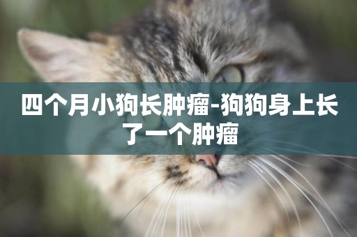 四個月小狗長腫瘤-狗狗身上長了一個腫瘤