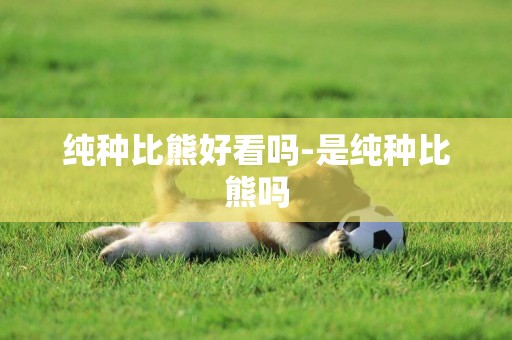純種比熊好看嗎-是純種比熊嗎