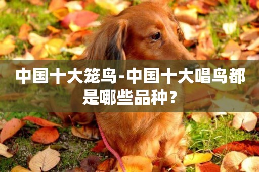 中國十大籠鳥-中國十大唱鳥都是哪些品種？