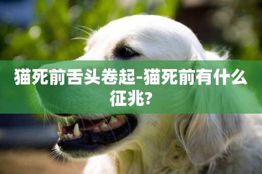 貓死前舌頭卷起-貓死前有什么征兆?