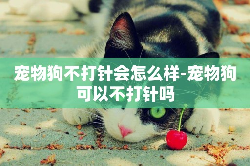 寵物狗不打針會怎么樣-寵物狗可以不打針嗎