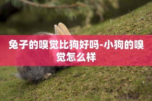 兔子的嗅覺比狗好嗎-小狗的嗅覺怎么樣