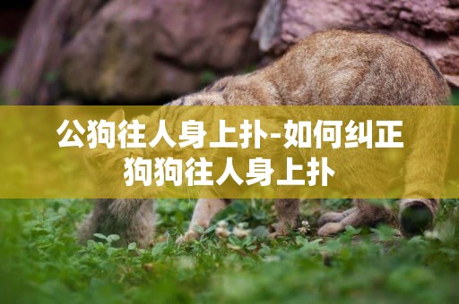 公狗往人身上撲-如何糾正狗狗往人身上撲