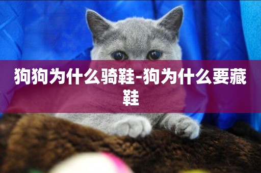 狗狗為什么騎鞋-狗為什么要藏鞋