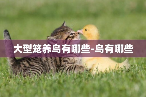 大型籠養鳥有哪些-鳥有哪些
